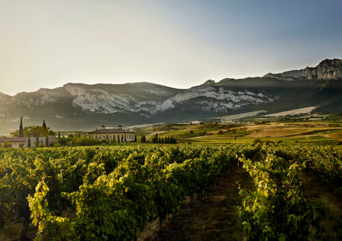 martelo-Viñedo-TO-12