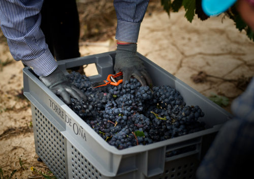 martelo-Viñedo-TO-15