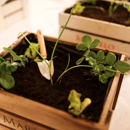 huerto urbano finca martelo